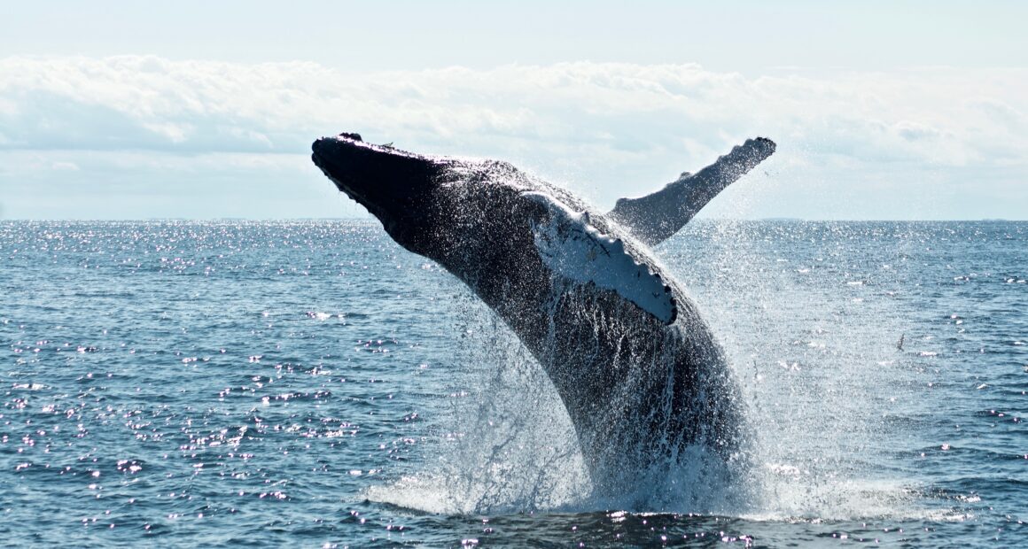 Bitcoin Whales