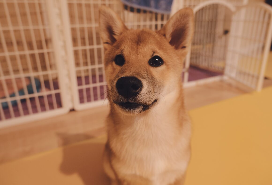 Dogecoin Price Falls After Epic Bull Run