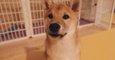 Dogecoin Price Falls After Epic Bull Run