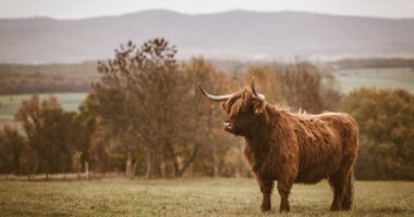 Bitcoin And XRP Gearing Up For Another Rally