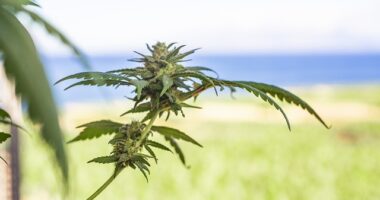 CanCoin: A Solution For The Growing Legal European Cannabis Market