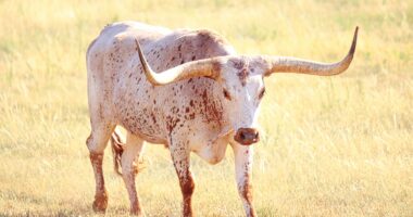 Cynthia Lummis - US Senator Reveals She Bought Bitcoin