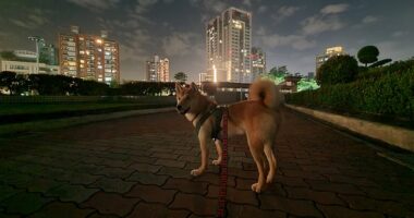 SHIB Maintains Some Of Its Gains - Following Robinhood Listing Yesterday